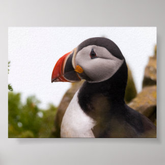 Affiche Macareux en Islande