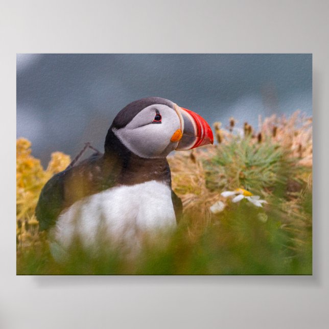 Affiche Macareux en Islande (Devant)