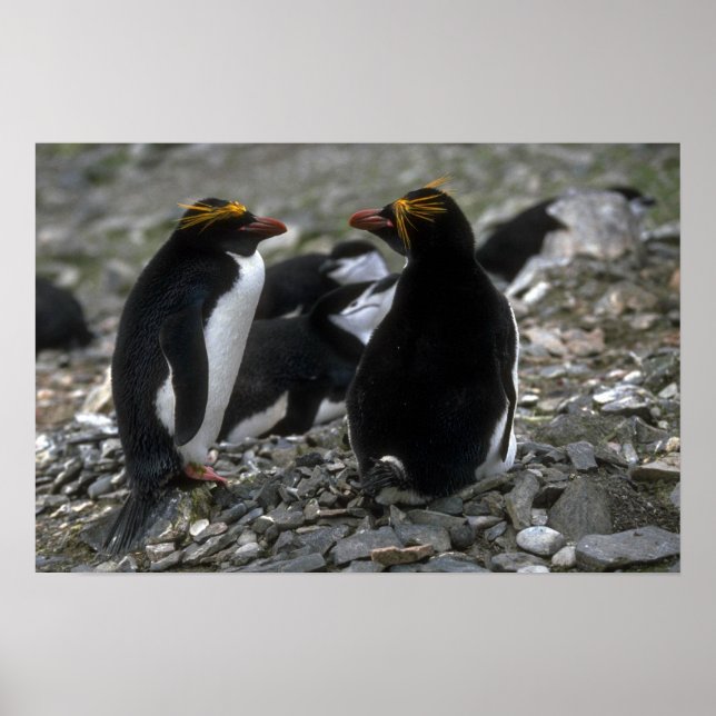 Affiche Macaroni Penguin - Paire Au Nid (Devant)