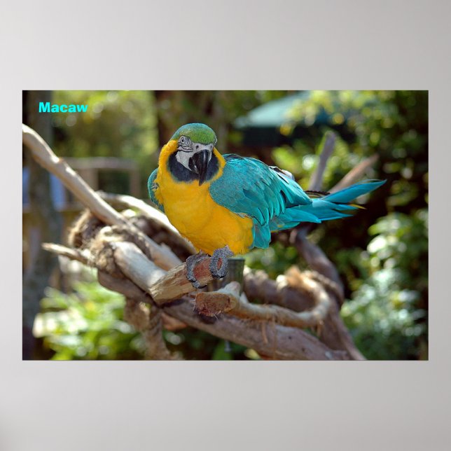 Affiche Macaw (Devant)