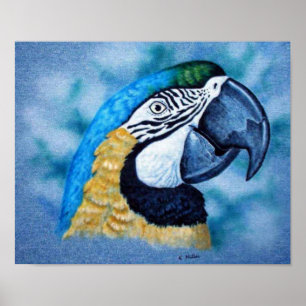 Affiche Macaw