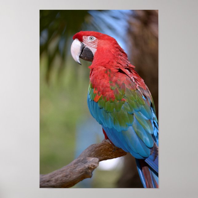 Affiche Macaw à ailes vertes (Devant)