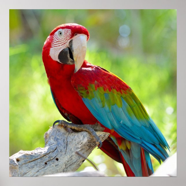 Affiche Macaw assis sur la branche (Devant)