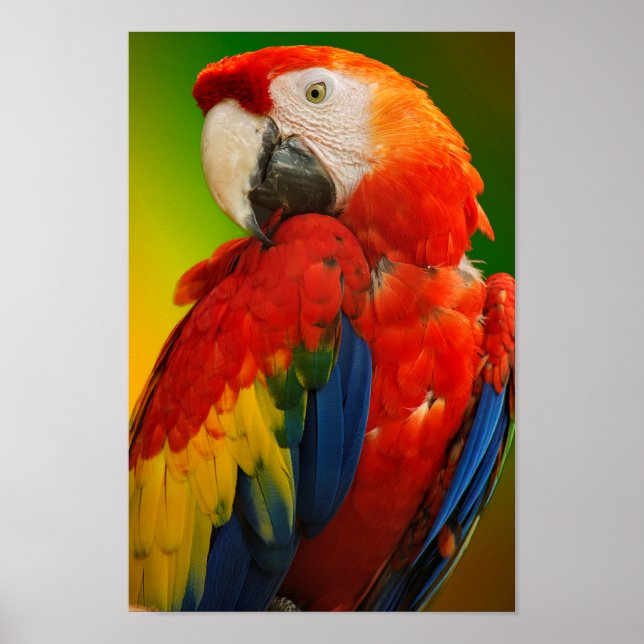 Affiche Macaw coloré (Devant)