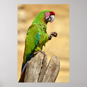 Affiche Macaw militaire perché