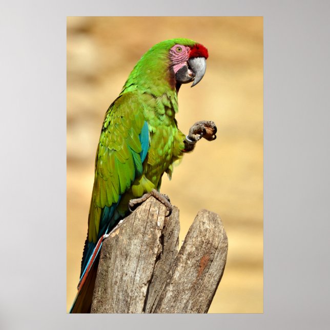 Affiche Macaw militaire perché (Devant)