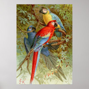 Affiche Macaws