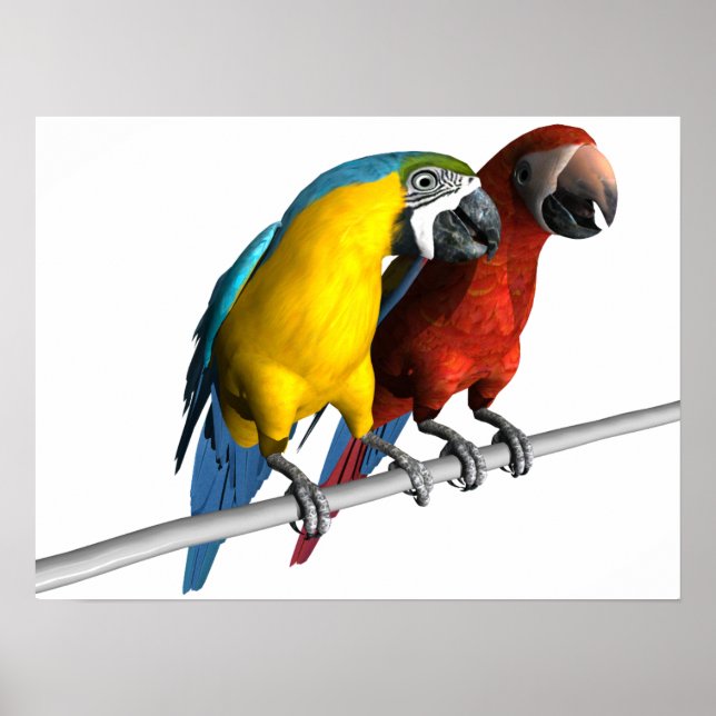 Affiche Macaws en amour (Devant)