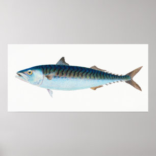 Affiche Mackerel fish vintage art
