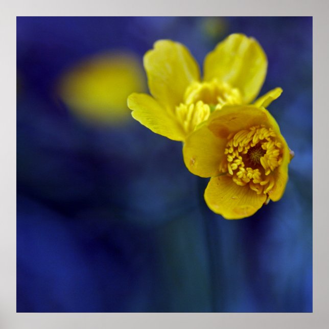 Affiche Macro à fleurs à boutons jaunes sur fond bleu (Devant)