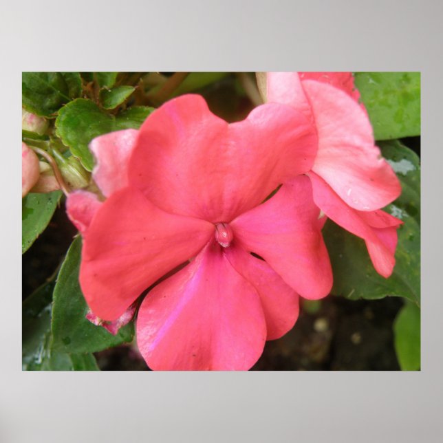 Affiche Macro à fleurs Impatiens rose (Devant)