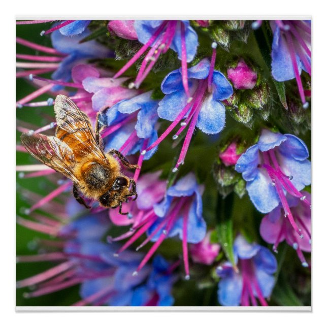 Affiche macro abeille à miel Busy Busy Bee Nature  (Devant)