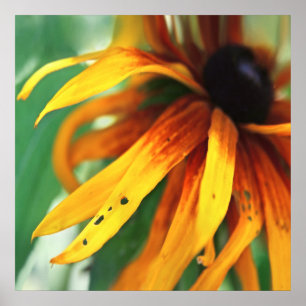 Affiche Macro Abstrait à fleurs de Rudbeckia jaune