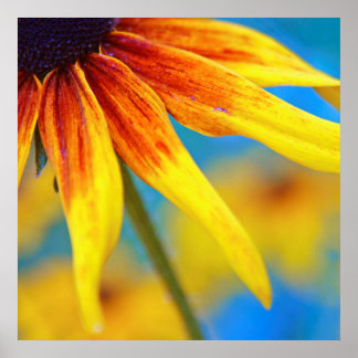 Affiche Macro Abstrait à fleurs de Rudbeckia jaune