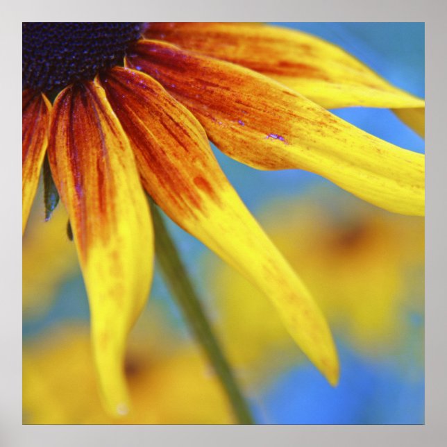 Affiche Macro Abstrait à fleurs de Rudbeckia jaune (Devant)
