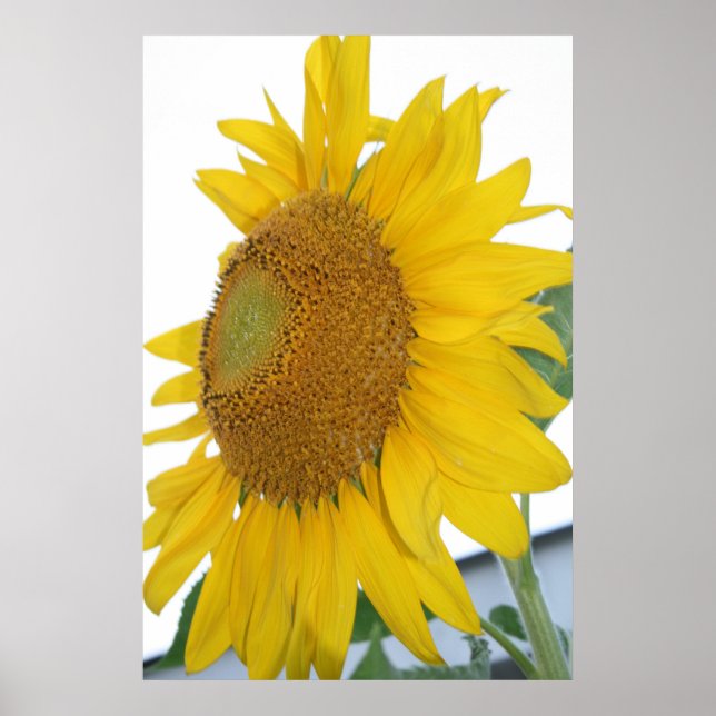 Affiche macro-art de tournesol jaune (Devant)