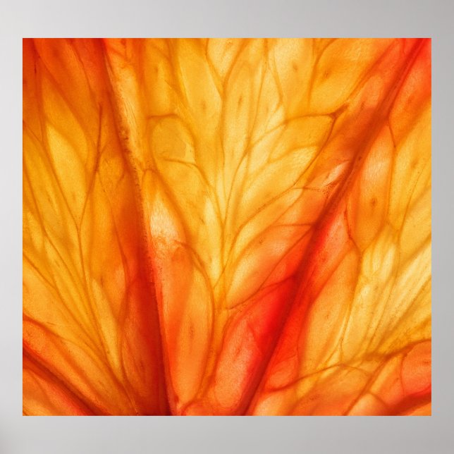 Affiche Macro aux agrumes : Orange de sang Abstrait. (Devant)
