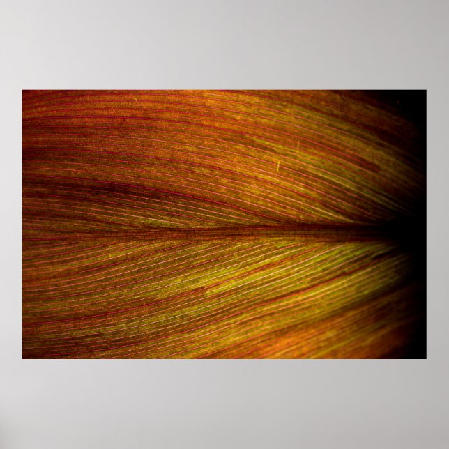 Affiche Macro botanique feuille nature texture (Devant)