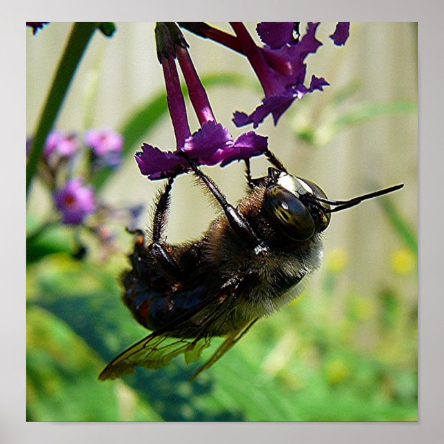 Affiche macro Bumblee Bee (Devant)