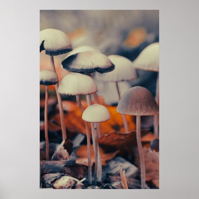 Affiche Macro Champignons (Devant)