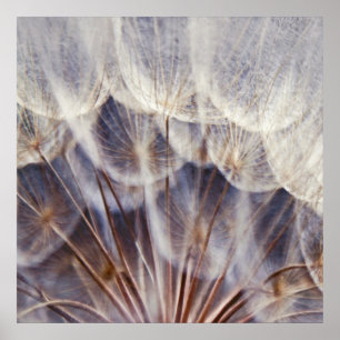Affiche Macro Dandalion Ethereal Abstrait