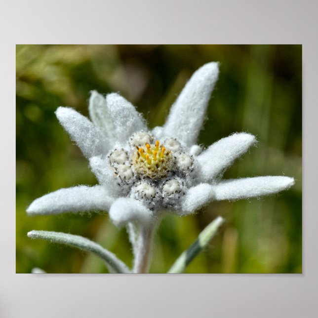 Affiche Macro de feuille de fleur edelweiss (Devant)