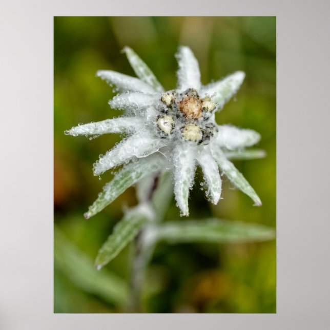 Affiche Macro de fleur edelweiss (Devant)