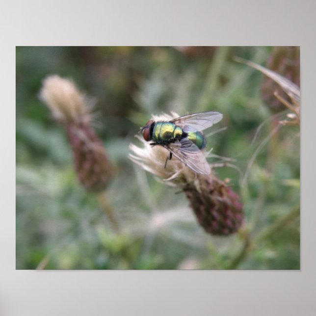 Affiche Macro de la Mouche à Bouteille Verte (Devant)