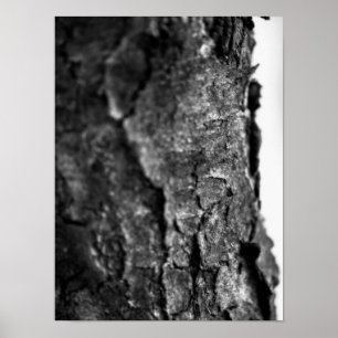 Affiche Macro d'écorce d'arbre noir et blanc