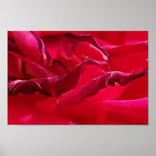 Affiche Macro Dying Rose rouge