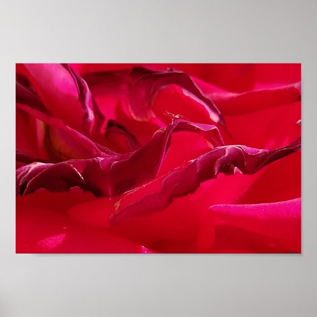 Affiche Macro Dying Rose rouge (Devant)