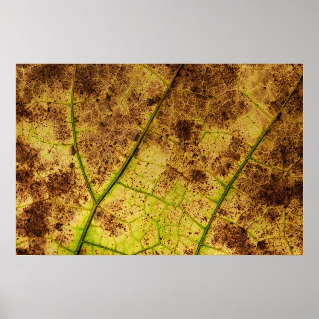 Affiche Macro-feuille Jaune et Mort Brown (Devant)