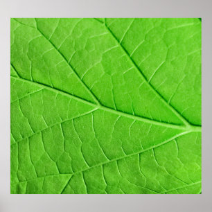 Affiche Macro feuille verte : Plante écologique