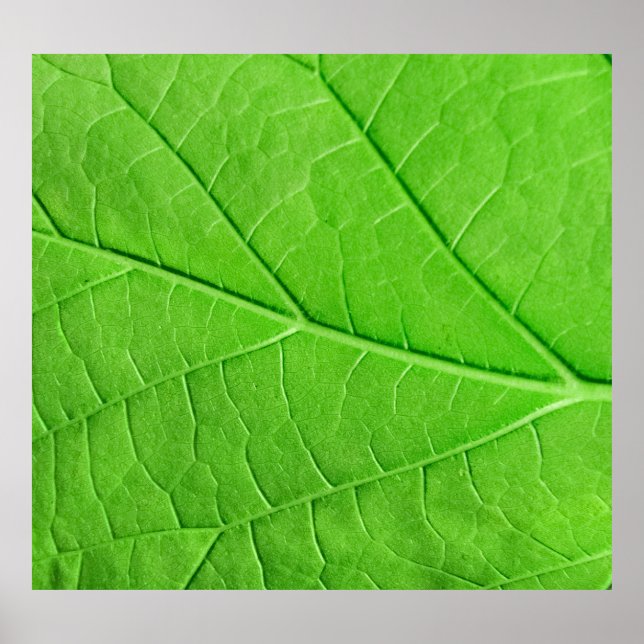 Affiche Macro feuille verte : Plante écologique (Devant)