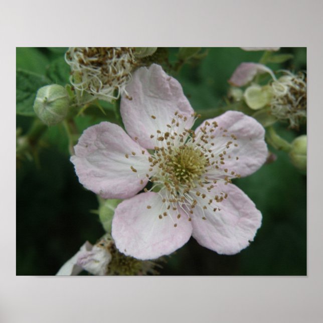 Affiche Macro Fleur de Ronce (Devant)