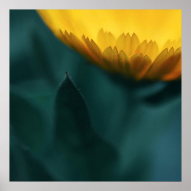 Affiche Macro Fleur Mariglod Jaune Abstraite (Devant)