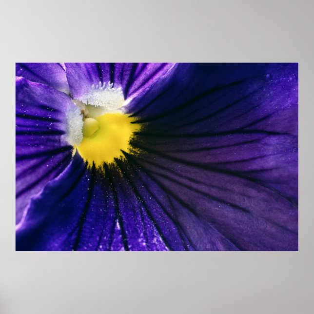 Affiche Macro fleur violet pansy photo élégante (Devant)