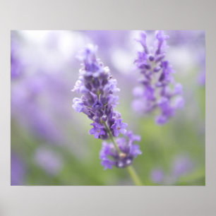Affiche Macro image of lavender flowers with very