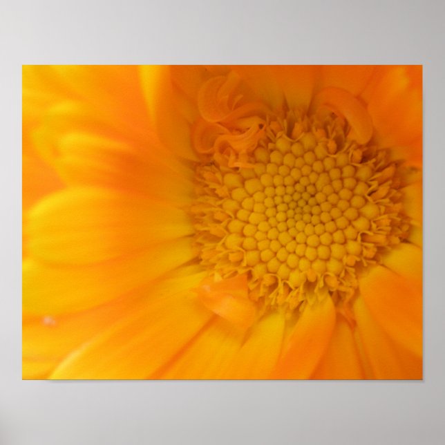 Affiche Macro-impression de Souci Orange (Devant)
