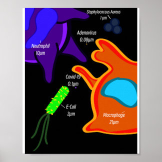 Affiche Macro Microbiologie