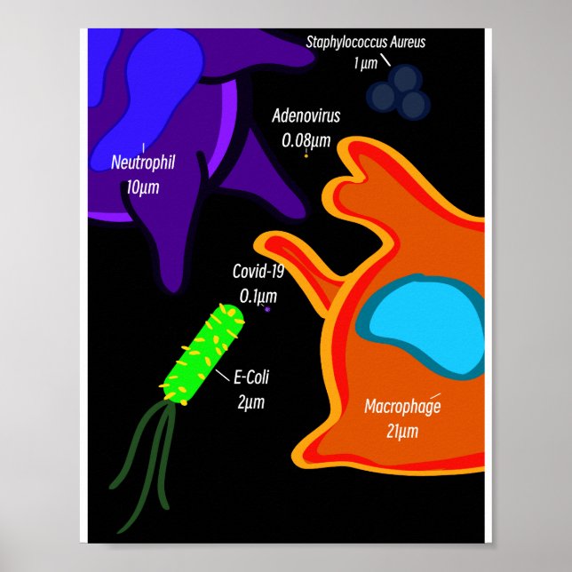 Affiche Macro Microbiologie (Devant)