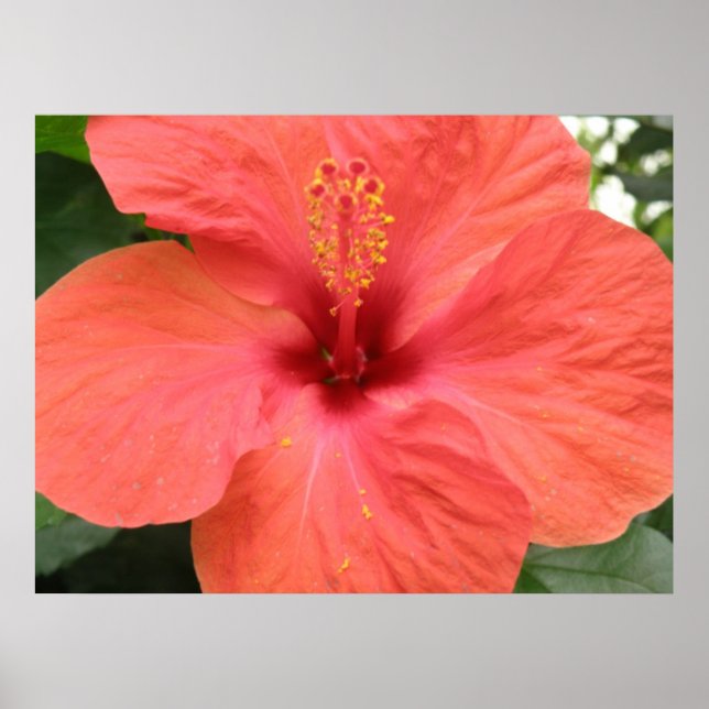 Affiche Macro Orange Hibiscus Flower Imprimer (Devant)