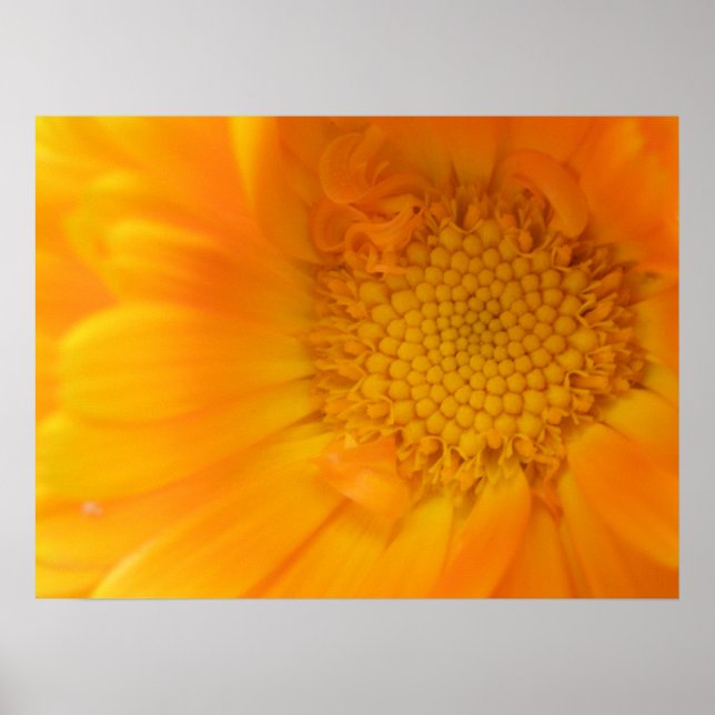 Affiche Macro orange Marigold (Devant)
