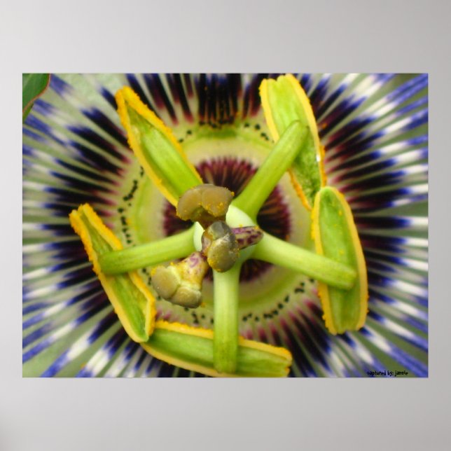 Affiche Macro Passion (Devant)
