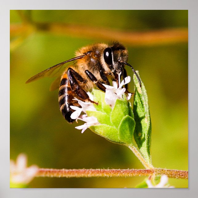 Affiche Macro photo d'une abeille (Devant)