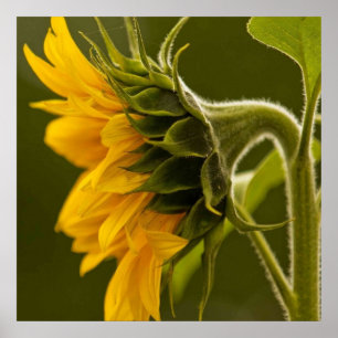Affiche Macro tournesol jaune