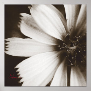 Affiche Macrophotographie noir et blanc