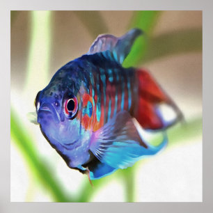 Affiche Macropodus Opercularis Aquarium Poisson