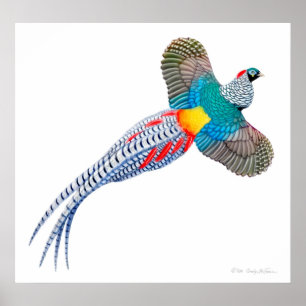 Affiche Madame Amherst Pheasant Print de vol