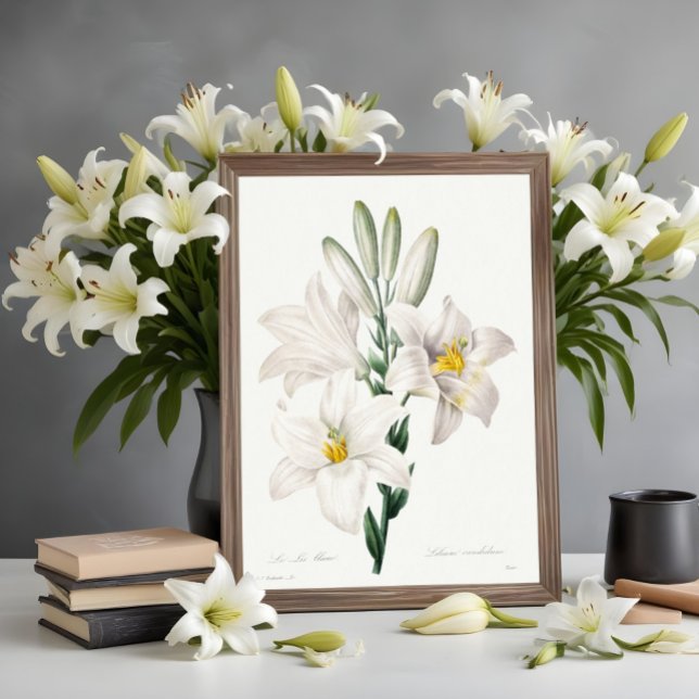 Affiche Madonna Lily de Choix, Redouté. (Créateur téléchargé)